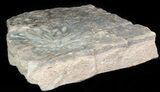 Wide Stellascolites Trace Fossil (Arthropod Resting Area) #45681-2